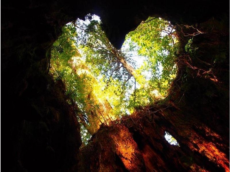 【鹿児島・屋久島】世界自然遺産の屋久島で憧れの縄文杉トレッキング！（往復約22km・10時間）の紹介画像