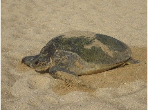 [Kagoshima/ Okinoerabujima] B. Beach tour “Introduction of coastline walks, strange rocks and sea turtle view points”の画像