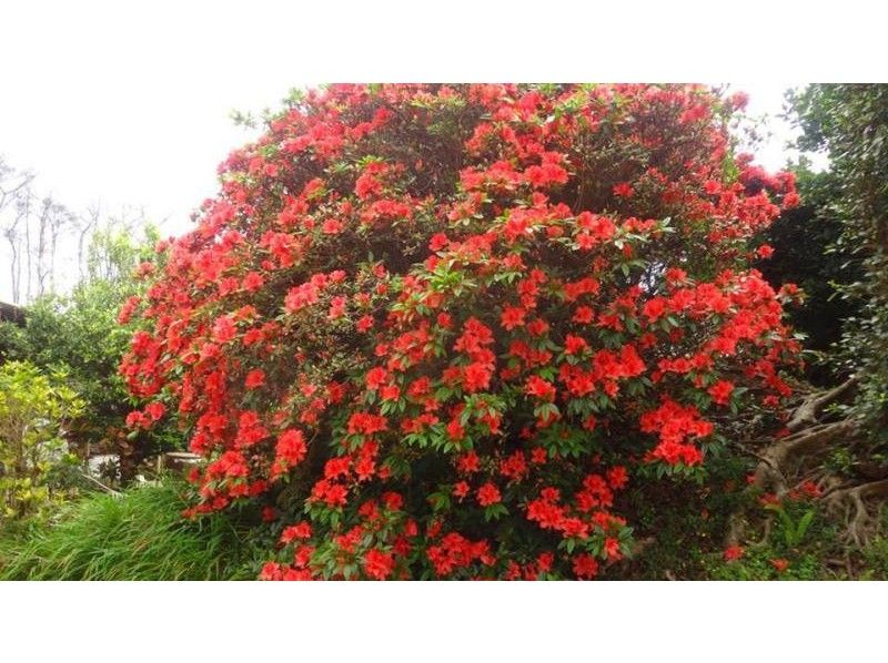 【鹿児島・沖永良部島】C.トレッキング「植物散策・森林浴・季節の花めぐり」現地スタッフによるガイド付