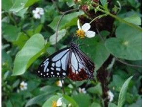 [Kagoshima/ Okinoerabujima] D. Nature tour "dragonfly observation, forest bathing, butterfly observation, promenade guidance" guide by car movement!の画像