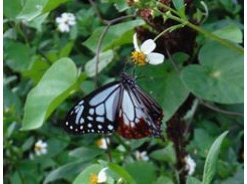[Kagoshima/ Okinoerabujima] D. Nature tour "dragonfly observation, forest bathing, butterfly observation, promenade guidance" guide by car movement!の画像