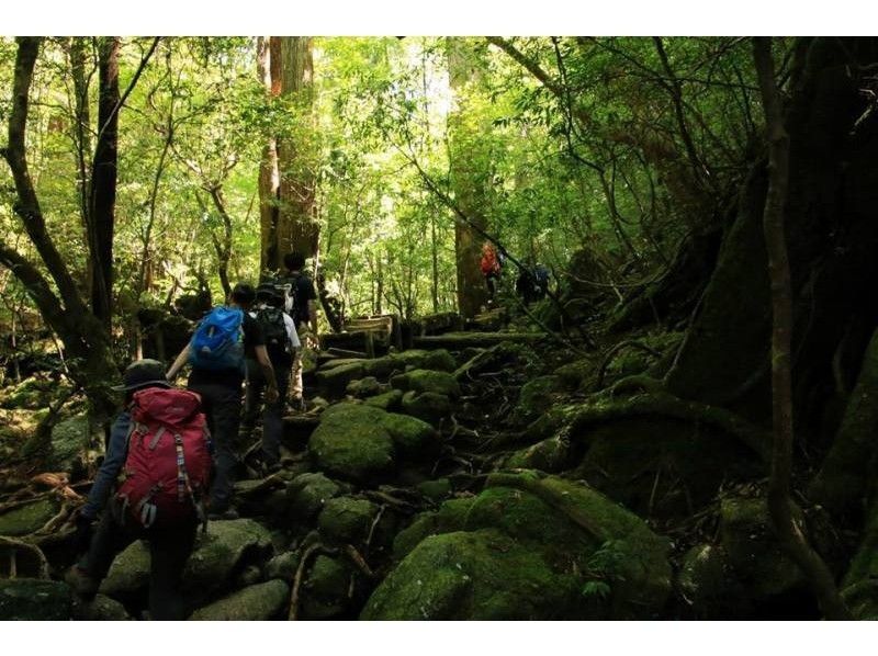 [Kagoshima ・ Yakushima] Enjoy the mysterious 'Amasu forest'! Shiratani Unsuikyo Trekking (half-day course)の紹介画像