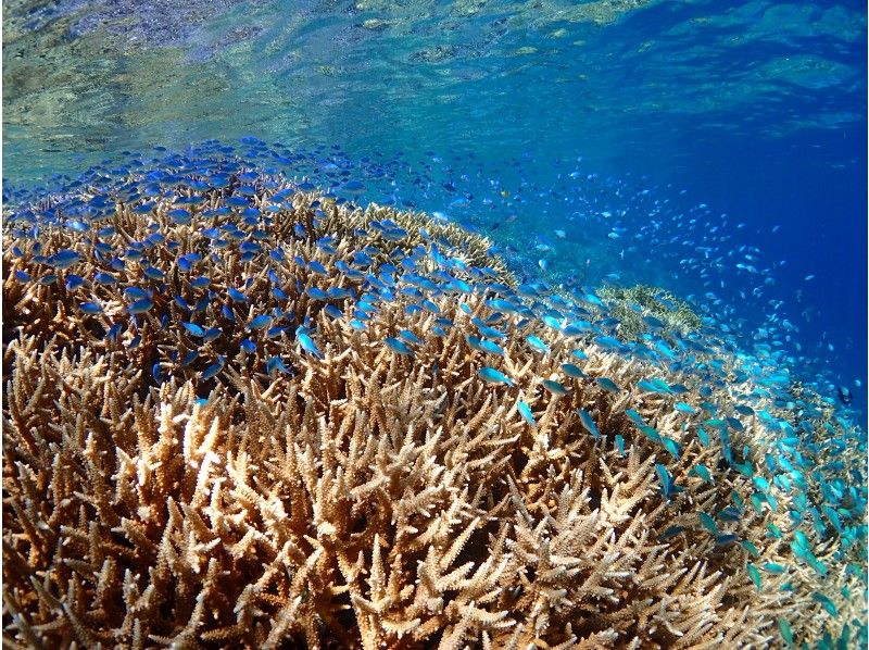 이리 오모테 섬 TAKE 다이빙 스쿨의 다이버 강습의 모습 이리 오모테 섬 산호초