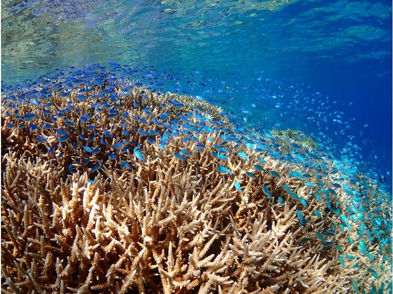 Diver training at Iriomote Island TAKE Diving School Coral reef on Iriomote Island