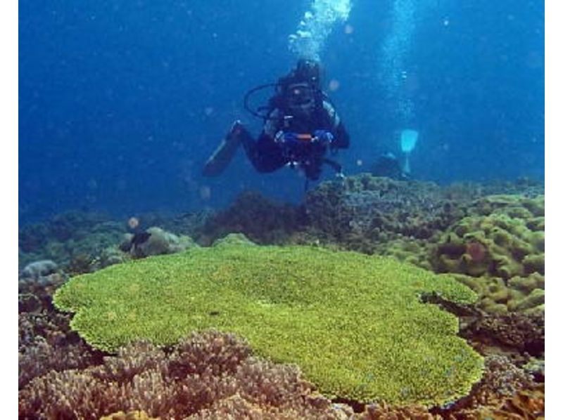 [跳水或潛水沖繩縣宜野灣！ ]讓我們在珊瑚花園裡玩！の紹介画像