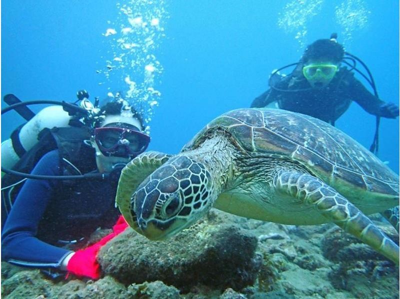 【鹿児島・屋久島】ダイビング初心者&お一人様歓迎!体験ダイビング(2ダイブコース)