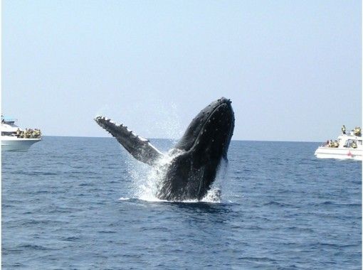 那覇発 530割引 ホエールウォッチング 美ら海水族館入場券セット 返金 他特典多数あり アクティビティジャパン