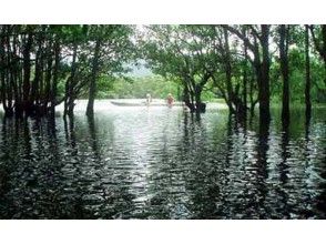 [Okinawa Iriomote Island] closest to the mangrove in Nakama ★ sea kayak tourの画像