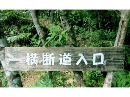 [Okinawa Iriomote] Iriomote Island crossing Trekking tourの画像
