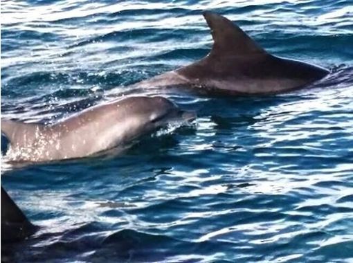 [熊本縣天草】讓我們魚遊！觀賞海豚和潛水の画像