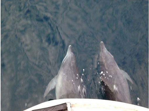 【 熊本 · 天草 】 天草国家公园的大象岩石巡游船 ！ 海豚观赏和SUP体验の画像