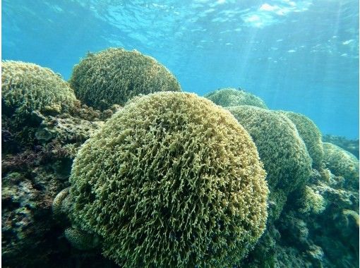 [Okinawa Miyakojima] 11th Anniversary! One group limited adventure SUP snorkeling and photo tourの画像