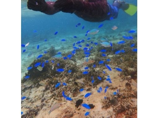 [โอกินาวา Kunigami] หมูทะเลของโอกินาวา! รับประทานอาหารกลางวันกับทัวร์ดำน้ำดูปะการังในกลุ่มหนึ่งเท่านั้น!の画像
