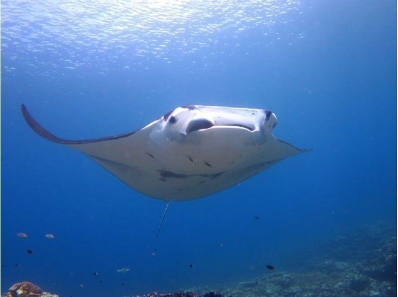 【沖縄・石垣島】ダイバー憧れのマンタをシュノーケリングで見にいこう！｜水中カメラレンタル無料！