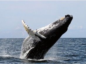 【沖縄・北谷】冬季限定!遭遇率99%“特典付き”ホエールウォッチングの画像