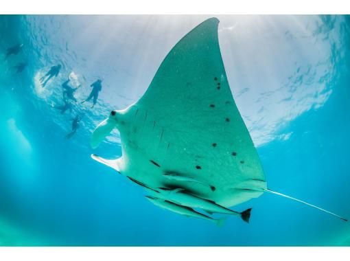 SALE! [Okinawa, Ishigaki Island] Cover all the charms of Ishigaki Island in one day! Manta Ray, Sea Turtle Snorkeling, Blue Cave, and Waterfall with Lunchの画像