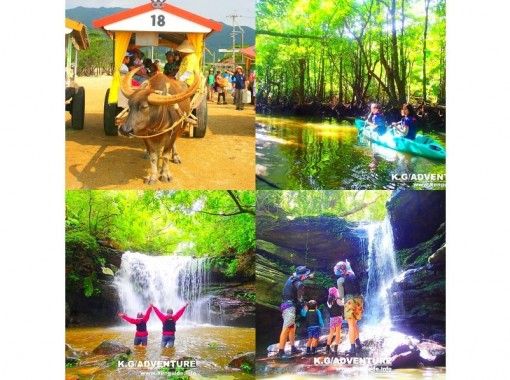 【世界遺産 西表島】マングローブカヌー＆ジャングル探検クルーズ＆由布島観光コース【ツアー写真データ無料】の画像