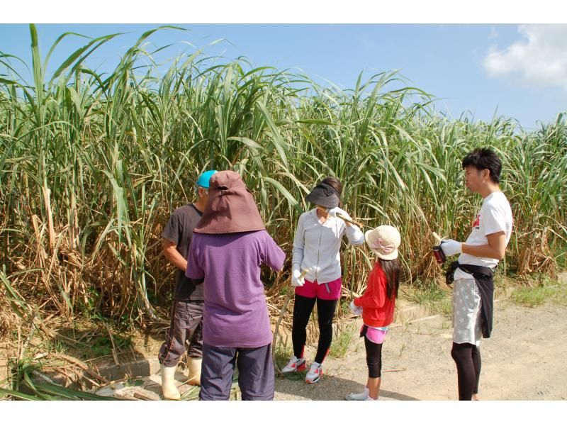 [Okinawa headquarters]Okinawa culture experience! "Sugar Cane Harvest 1 Day Help Plan" Petit Homestay Experienceの紹介画像