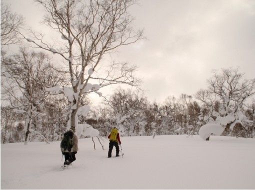 [北海道，知床] 2人以上包租！欣赏知床的壮丽景色！知床角海角雪上徒步之旅（半天，有可接送）の画像