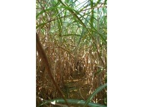 【沖縄・本部】サトウキビ刈り体験と収穫したサトウキビで生ジュース作り体験