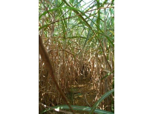 【沖縄・本部】サトウキビ刈り体験と収穫したサトウキビで生ジュース作り体験の画像