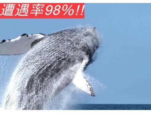 [Near Churaumi Aquarium! From the north] Whale watching plan ♪ ● Re-challenge OK ● 100% encounter rate achieved in 2023!!の画像