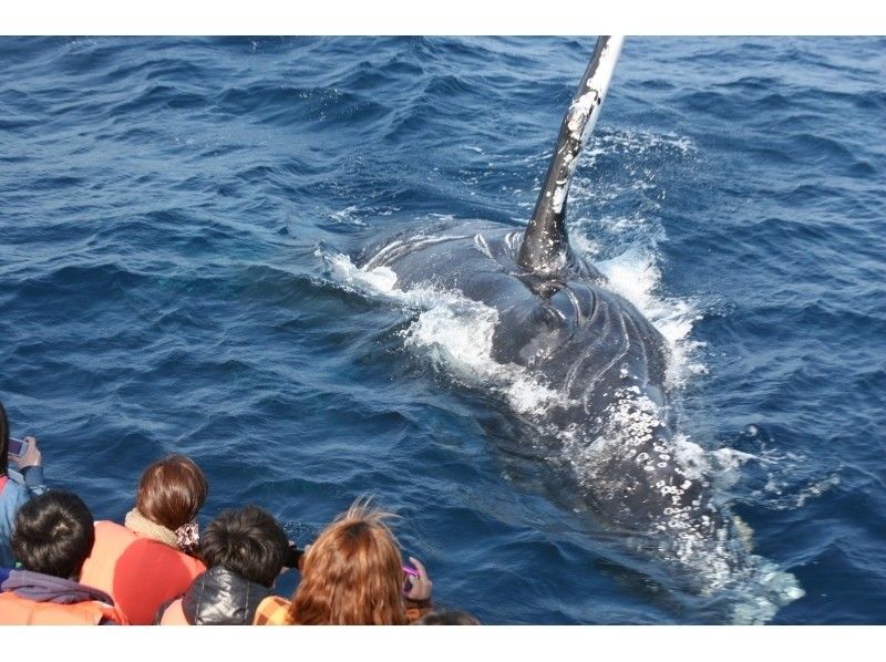 【沖縄・本部】美ら海水族館近く!本部港発ホエールウォッチング【季節限定スペシャルプラン】