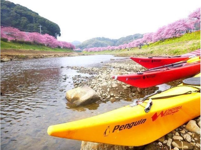 【静岡・南伊豆】★春季期間限定★河津桜で一足早いお花見体験！春のカヤックツアー