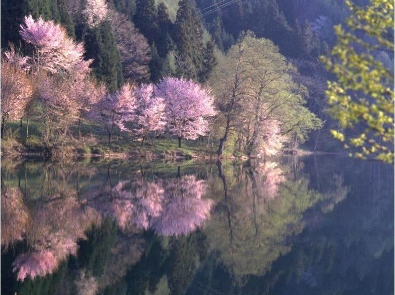 【長野・大町市 ネイチャーウォーク】桜物語 GW 青木湖・中綱湖オオヤマザクラ花見 1時間コース