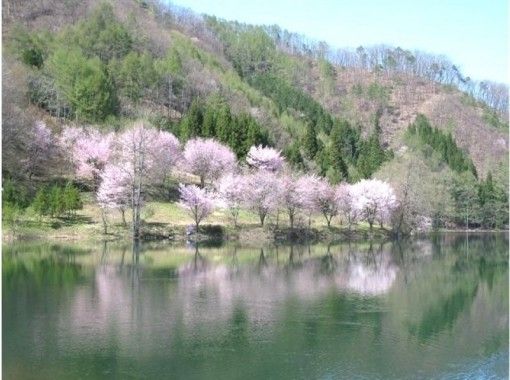 [Nagano / Omachi City] Cherry-blossom viewing and spring flowers! Slowly cycle Shinano Omachi at the foot of the Northern Alps with a rental cycleの画像