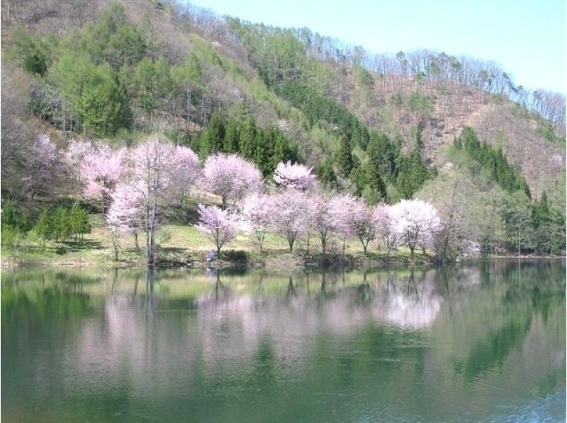 [Nagano / Omachi City] Cherry-blossom viewing and spring flowers! Slowly cycle Shinano Omachi at the foot of the Northern Alps with a rental cycleの紹介画像