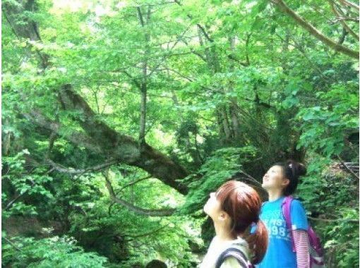 【富山・立山山麓】セラピーガイドがご案内！森林セラピー（ちょっこりコース）おやつ付きの画像