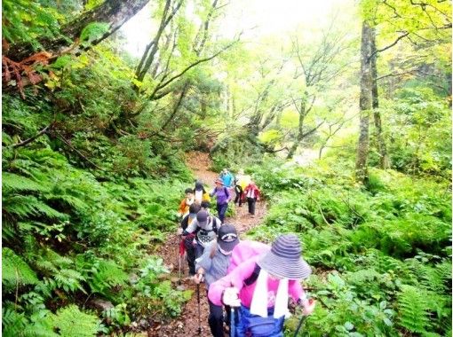 [Toyama/ Kureha Hills] Nordic Walk (Kureha Hills Course) 10 minutes by car from Toyama Station ・ Pole Rental availableの画像