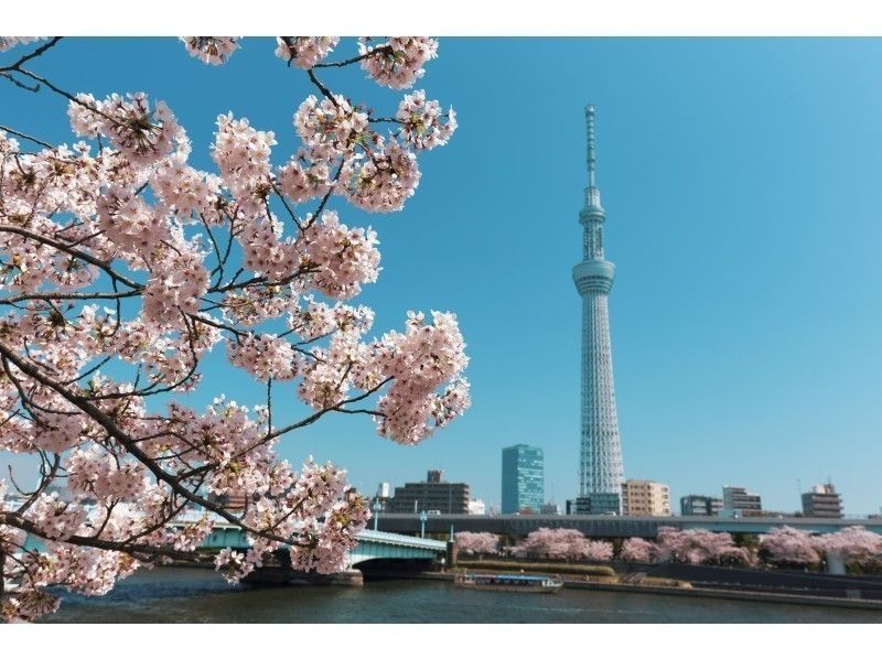 Cherry blossoms on the Sumidagawa river