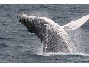 【沖縄・瀬底島】ホエールウォッチング&体験ダイビングの画像