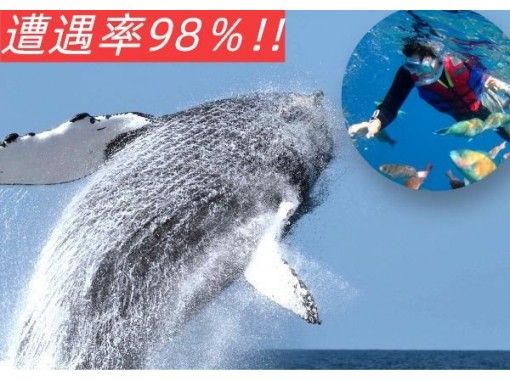 [Great deal with the set♪]★Whale watching + boat snorkel★ ●Challenge OK♪●100% encounter rate achieved in 2023♪の画像