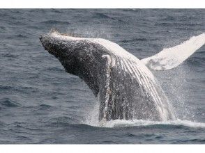 【沖縄・瀬底島】ホエールウォッチング&ボートシュノーケルの画像
