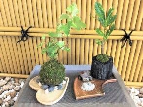 【東京都・苔玉づくり&陶芸体験】新宿で叶う! 季節の(苔玉or苔の炭鉢)づくり&陶芸体験セットプランの画像