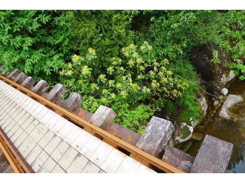 【鹿児島・屋久島】ゆっくりと楽しんで歩く白谷雲水峡と縄文杉ツアー