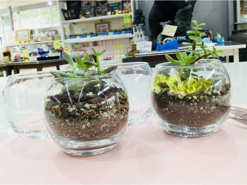 [Gunma Prefecture, Higashi Higashimura] Experience planting succulents together-coloring your room! OK by hand and good access!の紹介画像
