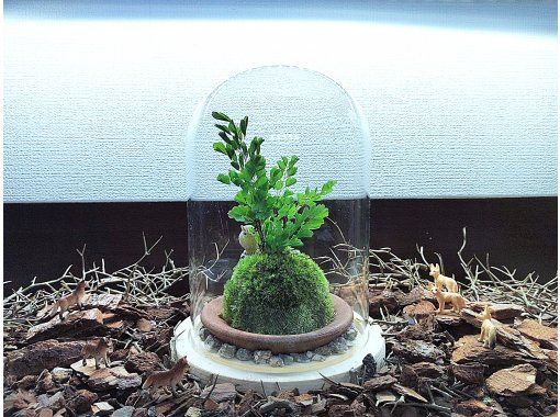 【新宿☆苔で彩る空間】ガラスドームで飾る☆お洒落苔玉 (創作体験)の画像