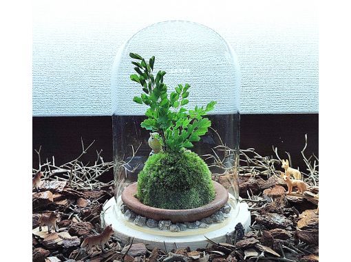 【新宿☆苔で彩る空間】ガラスドームで飾る☆お洒落苔玉 (創作体験)の画像