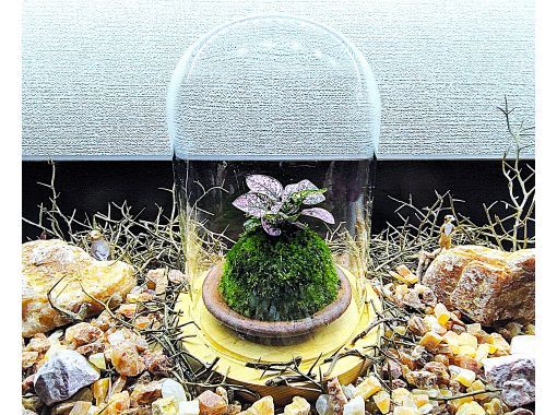 【新宿☆苔で彩る空間】ガラスドームで飾る☆お洒落苔玉 (創作体験)の画像