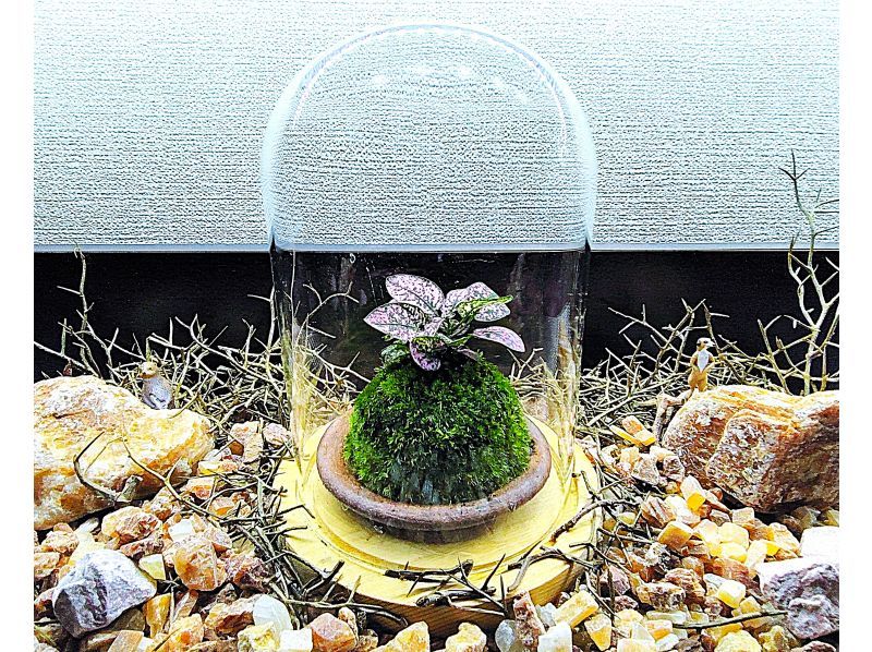 【新宿☆苔で彩る空間】ガラスドームで飾る☆お洒落苔玉 (創作体験)の紹介画像