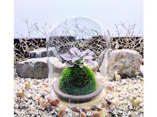 【新宿☆苔で彩る空間】ガラスドームで飾る☆お洒落苔玉 (創作体験)の画像