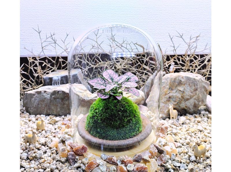 新宿☆苔で彩る空間】ガラスドームで飾る☆お洒落苔玉 (創作体験