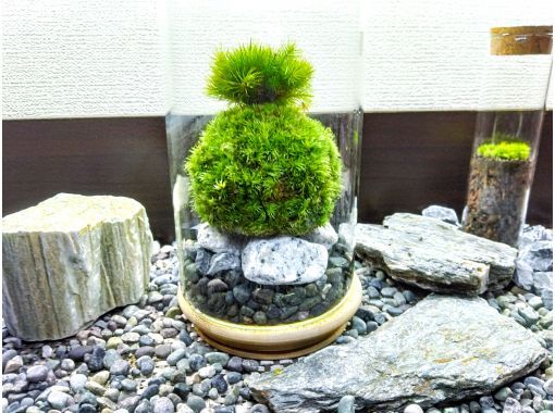 【新宿☆かわいい苔玉】天然苔をお部屋に飾る⭐お洒落なグラス苔玉 「夜間体験も開講中」の画像