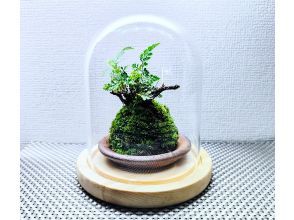 【新宿☆new苔玉】お部屋に飾る苔玉⭐お洒落ガラスドーム
