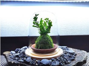 【新宿☆new苔玉】苔で奏でる空間⭐お洒落ガラスドーム(苔玉)