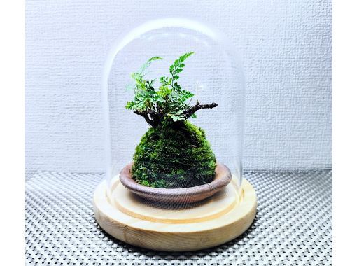 【新宿☆new苔玉】お部屋に飾る苔玉⭐お洒落ガラスドームの画像